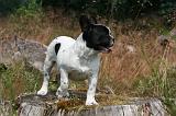 BOULEDOGUE FRANCAIS 1292
